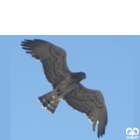 گونه عقاب مارخور Short-toed Eagle